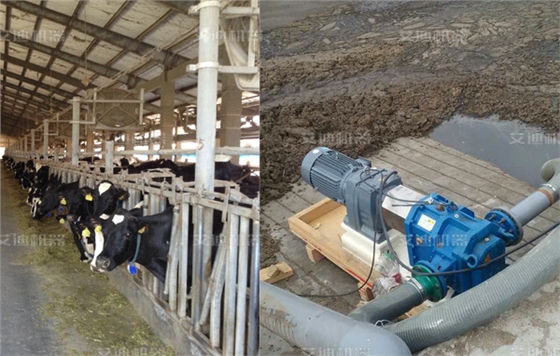 為什么牛不能吃“細(xì)糧”？