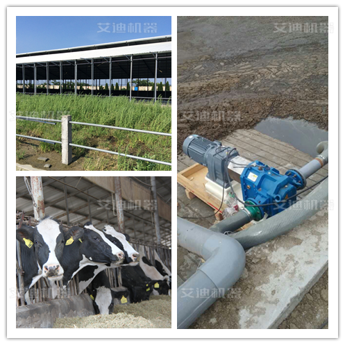 畜牧業(yè)奶牛養(yǎng)殖場 (2).png